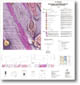 020 - St Arnaud 1:100 000 geological interpretation of geophysical features map